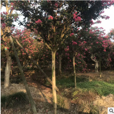 紫薇樹樁產(chǎn)地批發(fā) 紫薇盆景 紫薇樹小苗紫薇花樹苗
