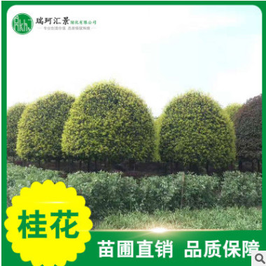供應(yīng)桂花 金桂樹四季桂花 八月桂花 綠化工程桂花