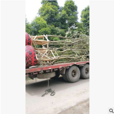 供應(yīng)叢生樸樹 豐茂種植園大量供應(yīng)樸樹 優(yōu)質(zhì)樸樹