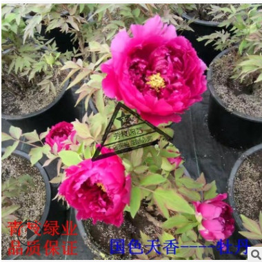 基地直銷多分枝3-6年牡丹苗牡丹花包成活觀賞重瓣牡丹花盆栽包郵