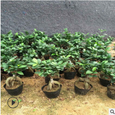 低價出售室內(nèi)盆栽榕樹 精致榕樹盆景帶瓷盆