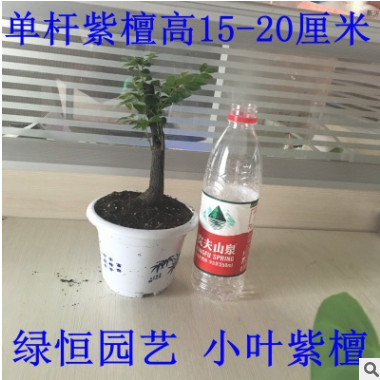 場家批發(fā)紫檀盆栽小葉紫檀盆景樹樁 黑骨茶樹樁盆景
