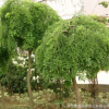 龍抓槐樹苗批發園林綠化苗木精品造型樹龍爪槐苗 行道觀葉植物