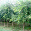 五角楓樹苗基地批發工程綠化苗木行道觀葉植物五角楓小苗