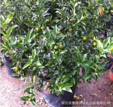 盆栽橘子 優(yōu)質盆栽橘子 大方美觀橘子盆栽