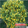 批發(fā)棣棠小苗爬藤植物多花 棣棠小苗工程綠化苗棣棠小苗