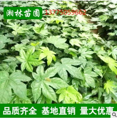 批發工程用苗 八角金盤杯苗綠化苗木 優質八角金盤小苗
