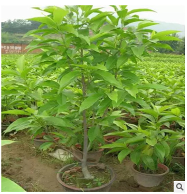 基地直銷嫁接紫玉蘭樹苗批發(fā)紅白黃玉蘭苗工程綠化苗 規(guī)格齊全