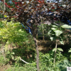 批發紅葉李苗 紅葉李樹苗速生 紫葉李小苗 綠化苗木 成活率高