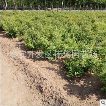 鈣果苗價格 出售叢生鈣果苗 抗干旱 耐貧瘠 適應南北方種植