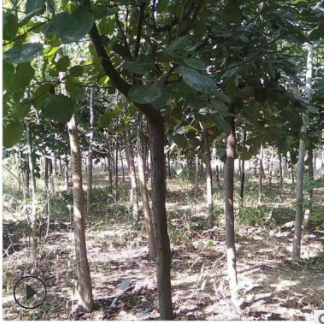 基地批發黃櫨小苗 各種規格 黃櫨苗 量大優惠