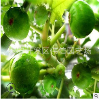 無花果苗基地 青皮無花果 自產自銷 抗病性強 適應南北方種植