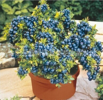 10年大苗藍莓樹苗 藍莓果樹苗 地栽陽臺庭院果樹苗