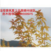 彩葉新品金陵黃楓小苗批發 金陵黃楓出售 金陵黃楓圖片 價格