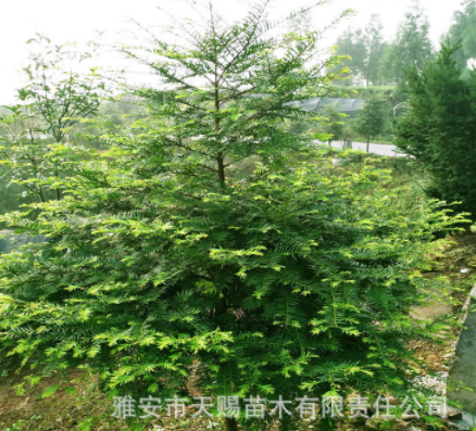四川雅安天賜基地批發南方紅豆杉大樹綠化樹