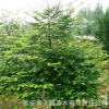 四川雅安天賜基地批發(fā)南方紅豆杉大樹綠化樹