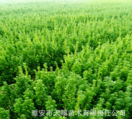 曼地亞紅豆杉2年苗3#苗 四川紅豆杉批發基地供應曼地亞紅豆杉樹苗