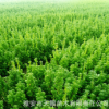 曼地亞紅豆杉2年苗3#苗 四川紅豆杉批發(fā)基地供應(yīng)曼地亞紅豆杉樹苗