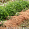 四川南方紅豆杉小苗美國曼地亞紅豆杉樹苗雅安苗木基地批發(fā)