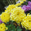 高貴菊花苗品種 盆栽菊花苗 高檔菊花苗 金光四射觀賞型大菊花