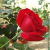 供應(yīng)優(yōu)質(zhì)花卉玫瑰苗觀賞玫瑰種苗6－13公分卡羅拉無病蟲害