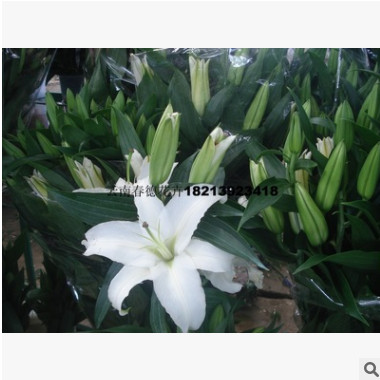 大量供應優質切花盆栽用荷蘭進口百合種球徑規格16－18cm