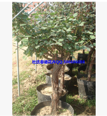 長年供應優質8公分月季樹玫瑰樹盆栽綠植花卉盆景量大從優