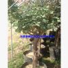 長年供應(yīng)優(yōu)質(zhì)8公分月季樹玫瑰樹盆栽綠植花卉盆景量大從優(yōu)
