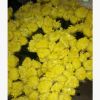 昆明鮮花批發(fā) 清明節(jié)鮮花批發(fā)大白菊花，大花菊花，切花菊