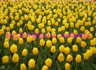 預定荷蘭進口花卉種球郁金香種球11－12 12+