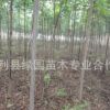 綠化批發欒樹種苗