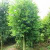 供應大葉女貞樹苗楨樹,大葉女貞，高桿女貞四季常青