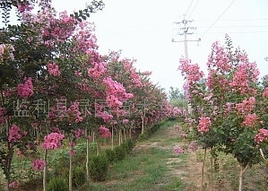 萬(wàn)畝自產(chǎn)叢生紫薇現(xiàn)大量出售、綠化苗