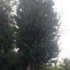 基地供應喬木類//三角楓20--50公分 工程綠化苗木 各種規(guī)格齊全