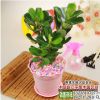 批發多肉植物 花卉盆景 沙漠玫瑰 小盆栽花卉 四季開花 易種植