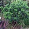 大量供應優質低價造型羅漢松盆景羅漢松盆栽量大優惠