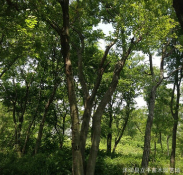 供應(yīng)綠化工程苗木 櫸樹 大葉櫸樹大樹規(guī)格齊全 歡迎選購(gòu)
