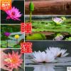 睡蓮種球根塊水生植物睡蓮批發 承接睡蓮種植 銷售各種水生花卉
