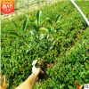 紅葉石楠50-80公分 紅葉石楠球 常綠灌木 庭院色塊綠籬 工程綠化