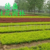 廠家直銷 批發 現貨銷售 園林植物 各類產品 有需求咨詢客服008