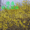 廠家直銷 批發 現貨銷售 園林植物 各類產品 有需求咨詢客服0012