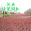 廠家直銷 批發 現貨銷售 園林植物 各類產品 有需求咨詢客服0017