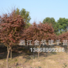 批發紅楓 綠化工程苗木 規格齊全 質優價廉 6公分 舉報