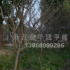 櫻花 櫻花樹 工程苗木 地徑6-12公分