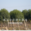 供應桂花 八月桂花樹 金桂樹