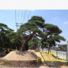 批發造型黑松 園藝造型庭院樹