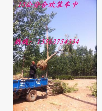 綠化工程苗木基地大量現(xiàn)貨 優(yōu)質合歡樹 紫葉合歡小苗