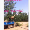 綠化工程苗木基地大量現貨 優質合歡樹 紫葉合歡小苗