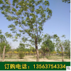 三年冠白蠟樹 白蠟樹苗批發