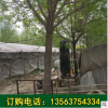 2018苗圃基地供應速生白蠟 根系發到桿直速生白蠟樹 大白蠟
